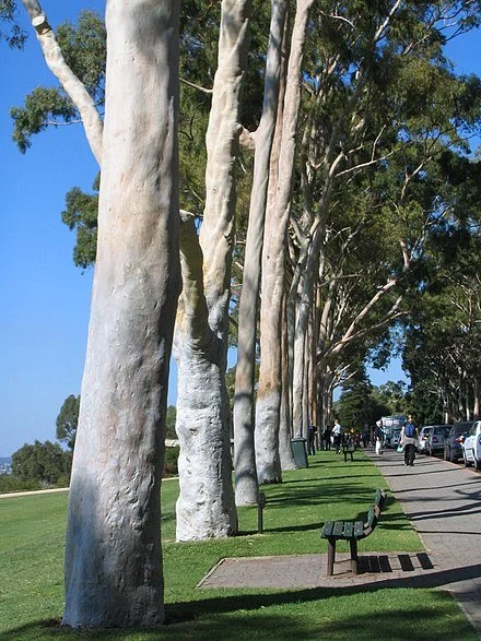Lemon Scented Gum 14”x6.5” (Satin) — view 3