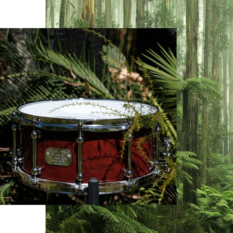 Jarrah snare drum among tree ferns
