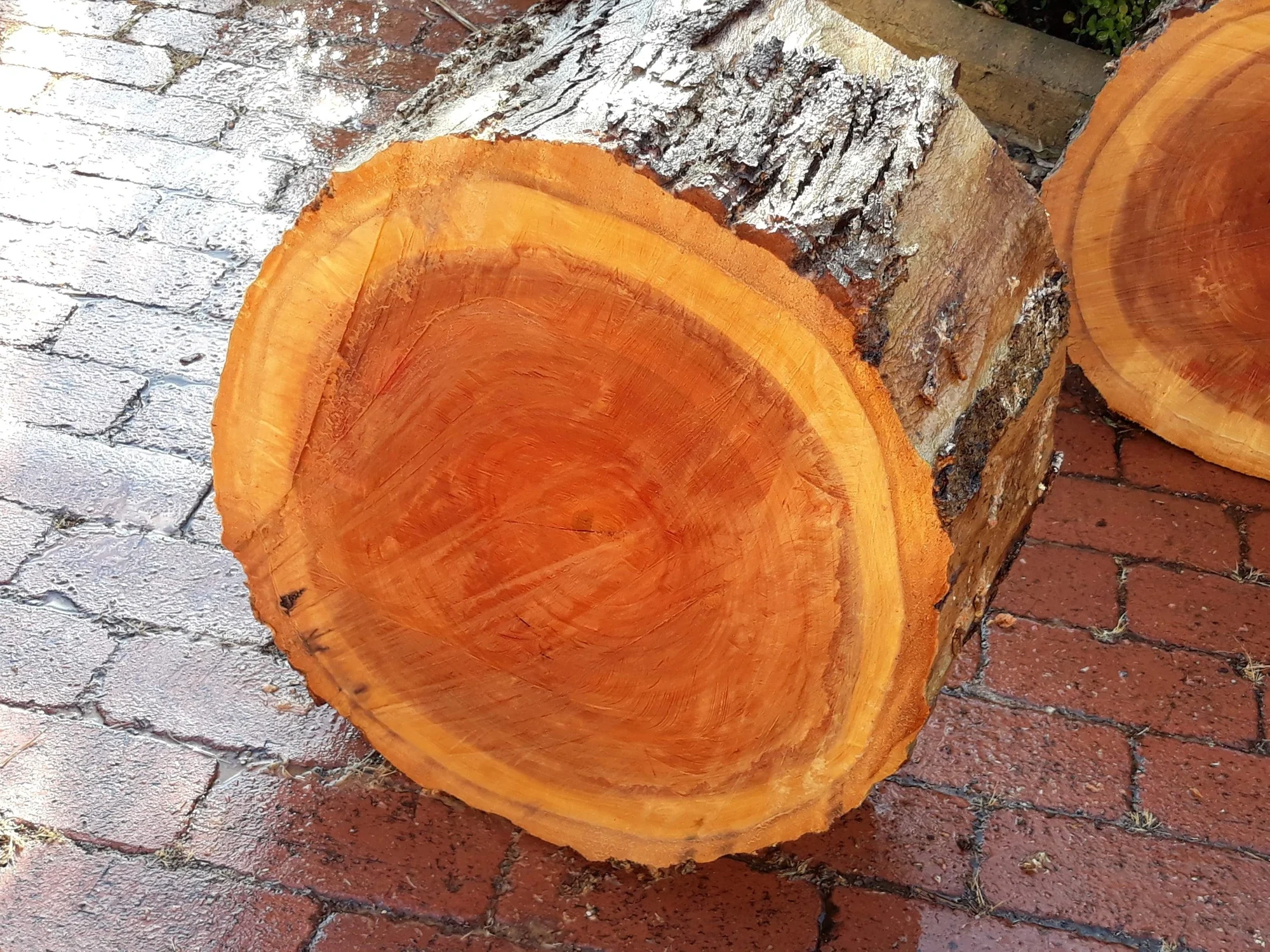 River Red Gum 13”x7” (Gloss)