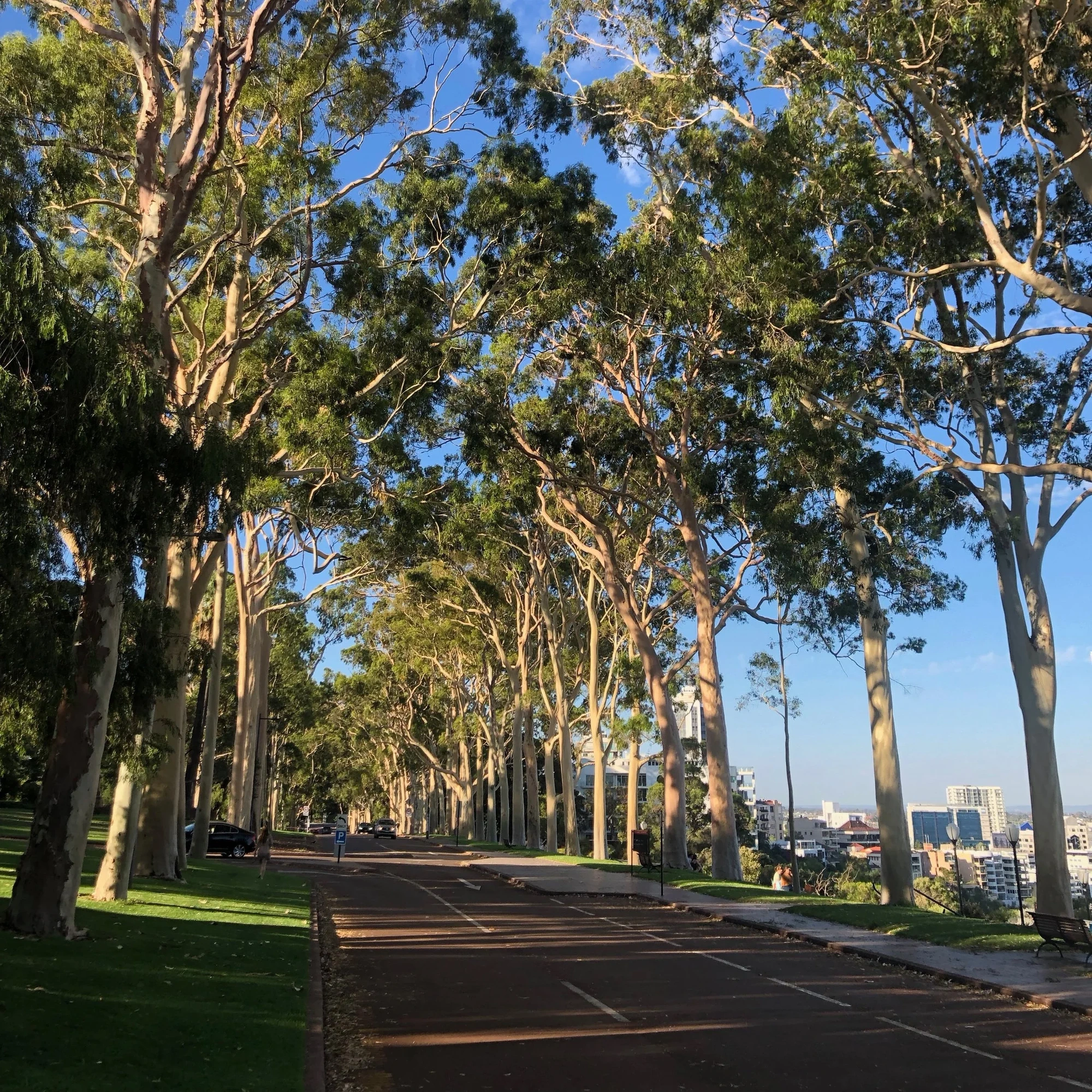 Avenue of lemon-scented gum trees, Kings Park