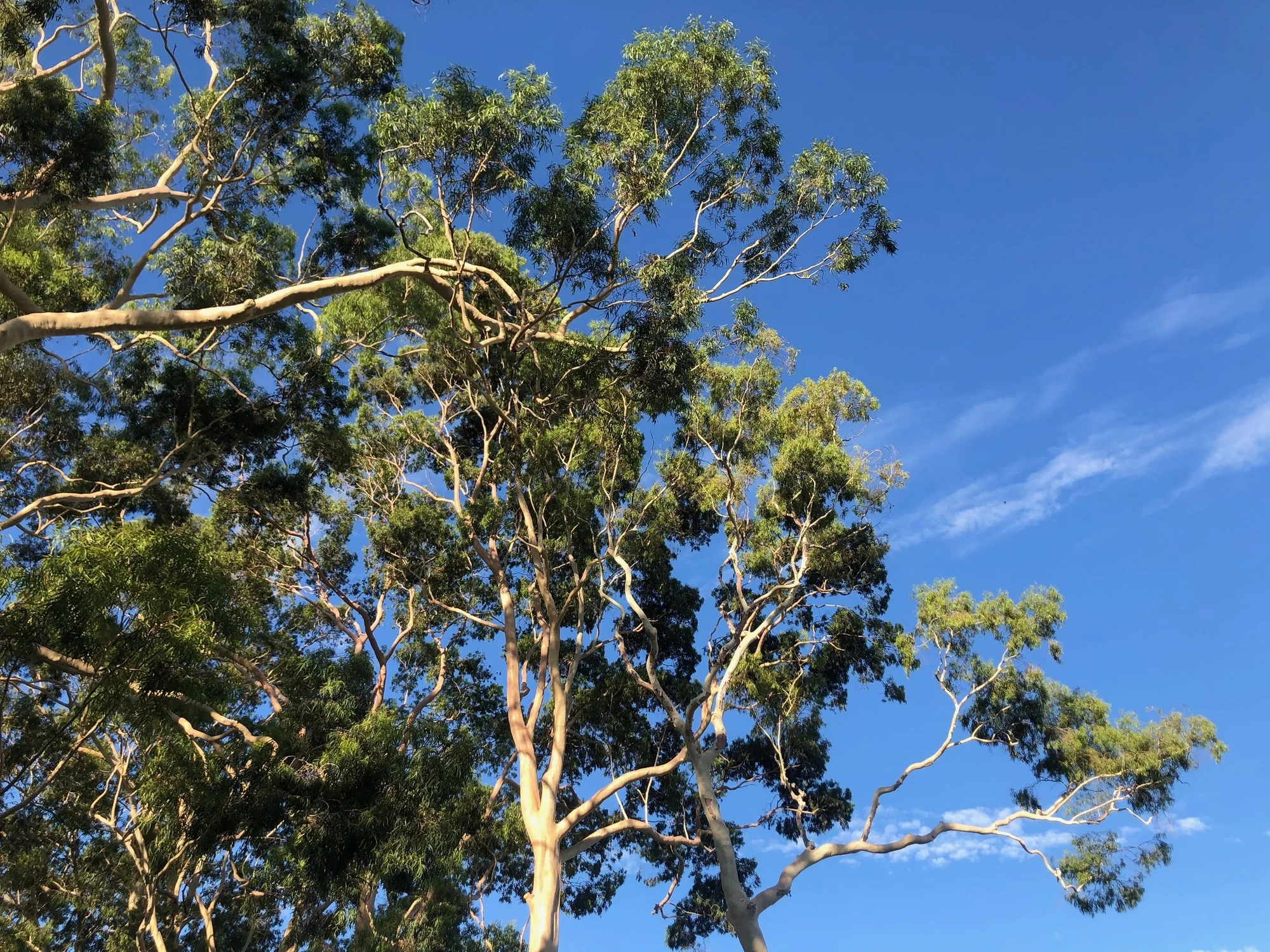 Lemon-scented gum canopy