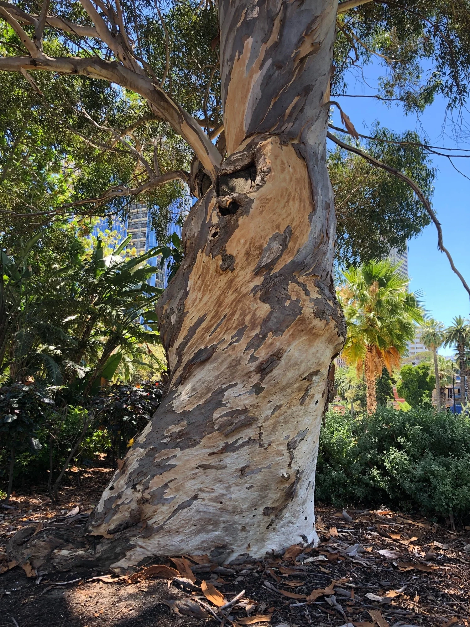 Striped River Red Gum trunk